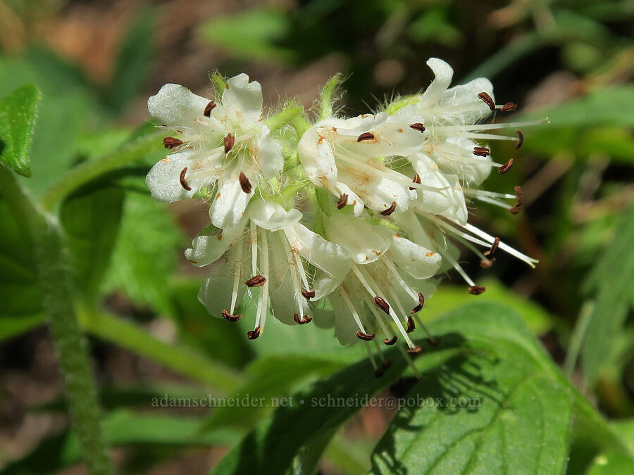 Fendler's waterleaf (Hydrophyllum fendleri var. albifrons (Hydrophyllum albifrons)) [Mount Townsend Trail, Buckhorn Wilderness, Jefferson County, Washington]