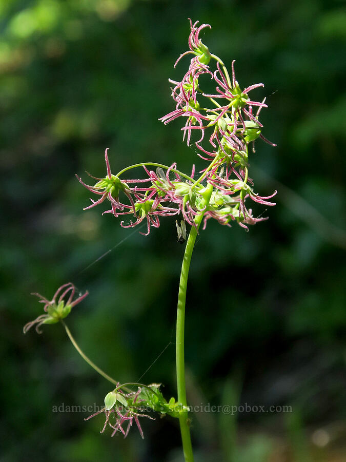 western meadow-rue (female flowers) (Thalictrum occidentale) [Mount Townsend Trail, Buckhorn Wilderness, Jefferson County, Washington]