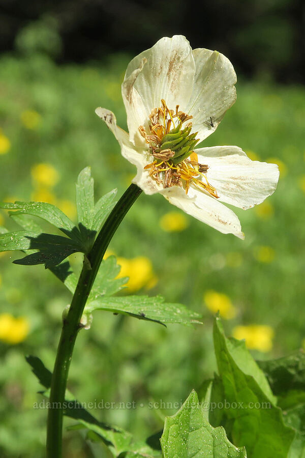 white globe-flower (Trollius albiflorus (Trollius laxus ssp. albiflorus)) [Mount Townsend Trail, Buckhorn Wilderness, Jefferson County, Washington]