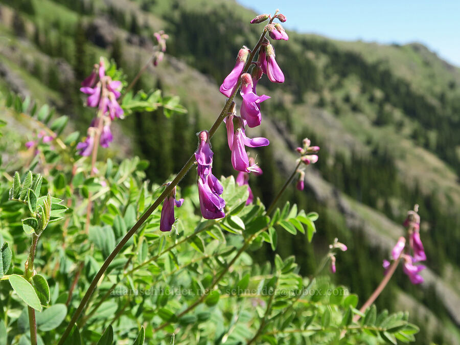 western sweet-vetch (Hedysarum occidentale) [Mount Townsend Trail, Buckhorn Wilderness, Jefferson County, Washington]