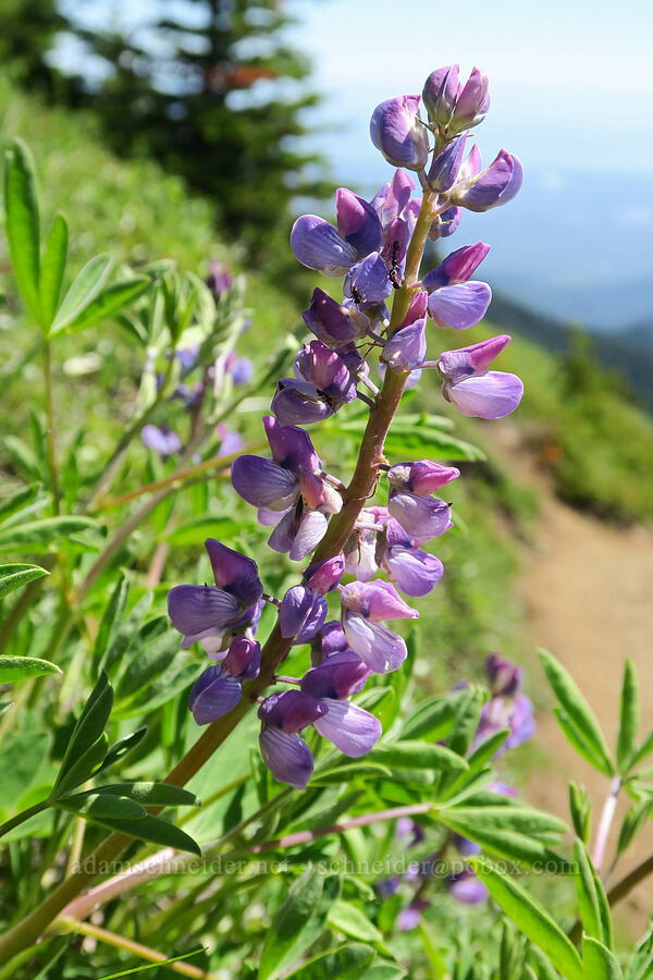 lupine (Lupinus latifolius) [Mount Townsend Trail, Buckhorn Wilderness, Jefferson County, Washington]