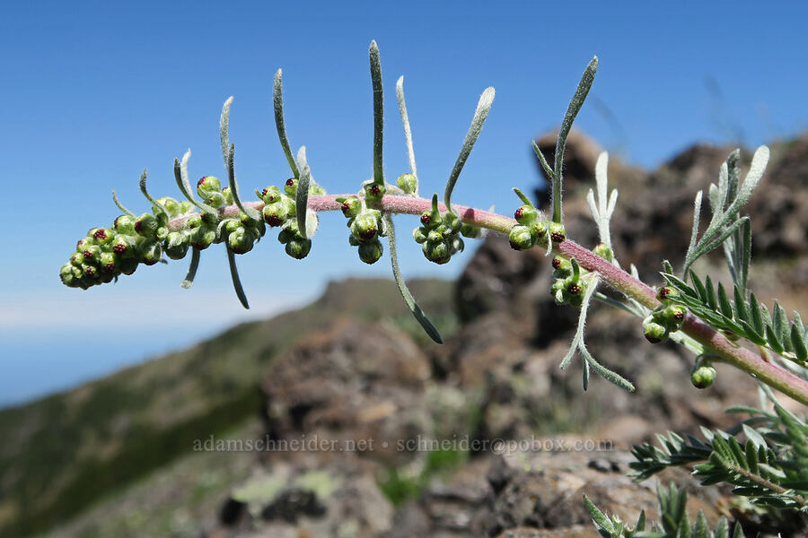 boreal sagewort (northern wormwood) (Artemisia borealis (Artemisia campestris var. borealis)) [Mount Townsend, Buckhorn Wilderness, Jefferson County, Washington]