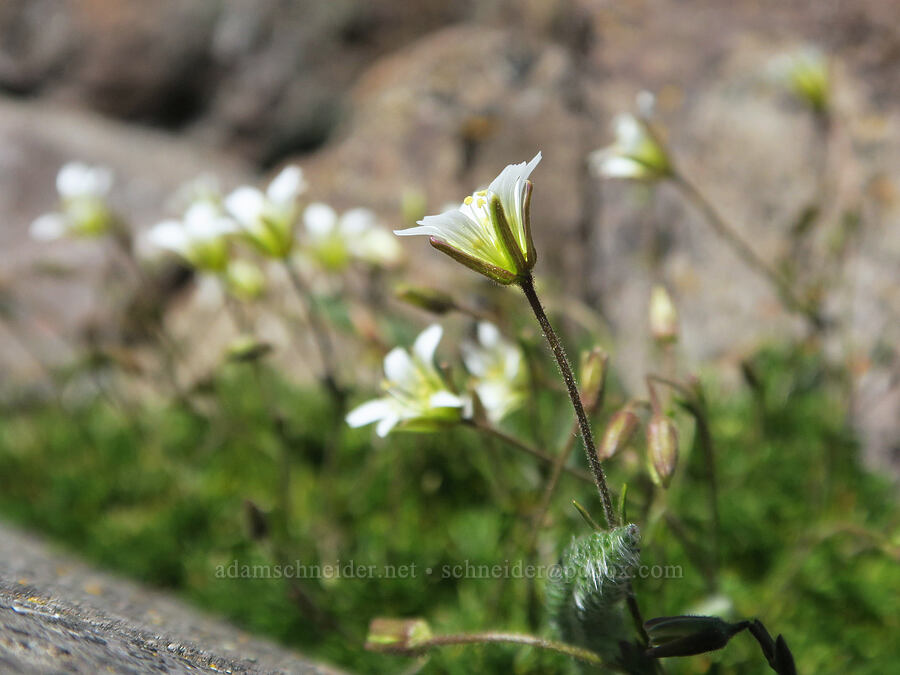 alpine sandwort (Minuartia obtusiloba (Cherleria obtusiloba) (Arenaria obtusiloba)) [Mount Townsend, Buckhorn Wilderness, Clallam County, Washington]