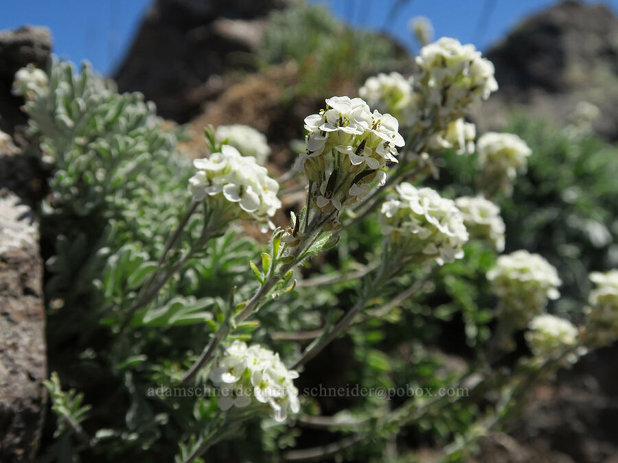 alpine smelowskia (Smelowskia americana (Smelowskia calycina var. americana)) [Mount Townsend, Buckhorn Wilderness, Clallam County, Washington]