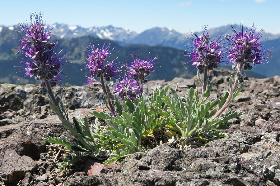 silky phacelia (Phacelia sericea) [Mount Townsend, Buckhorn Wilderness, Clallam County, Washington]