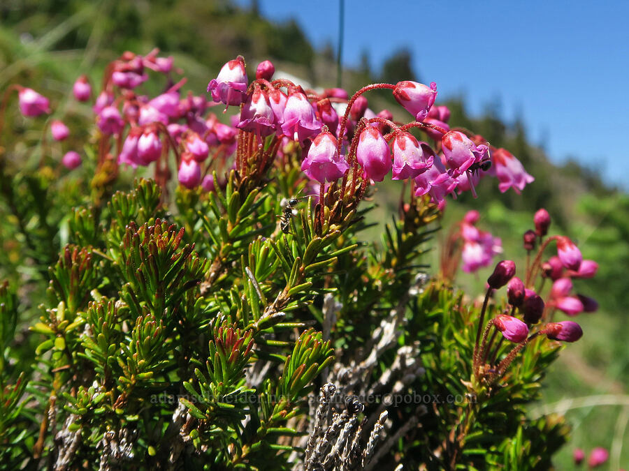 pink mountain heather (Phyllodoce empetriformis) [Mount Townsend, Buckhorn Wilderness, Clallam County, Washington]