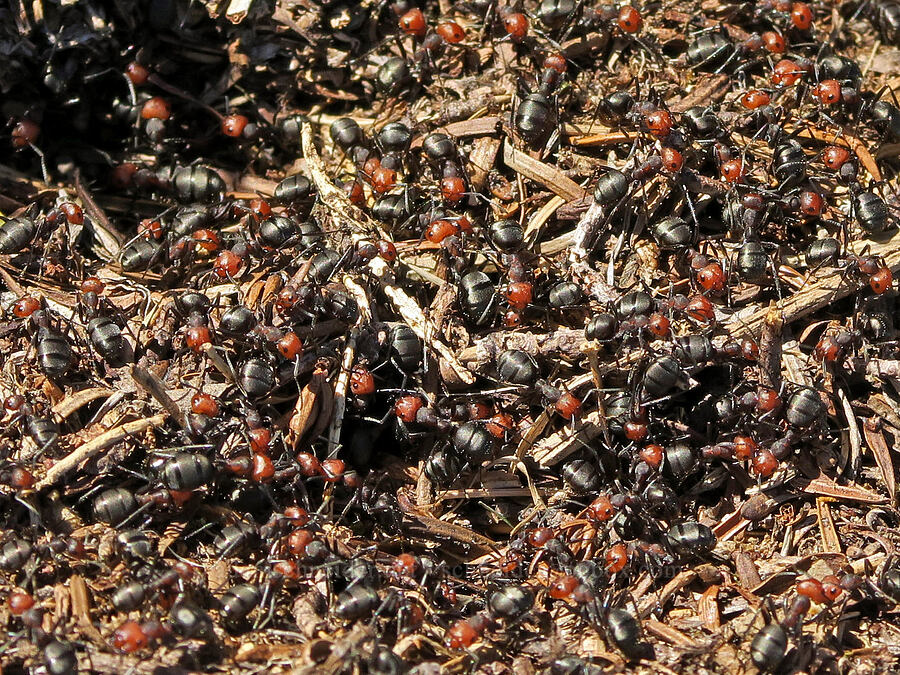 western thatching ants (Formica obscuripes) [Mount Townsend, Buckhorn Wilderness, Clallam County, Washington]