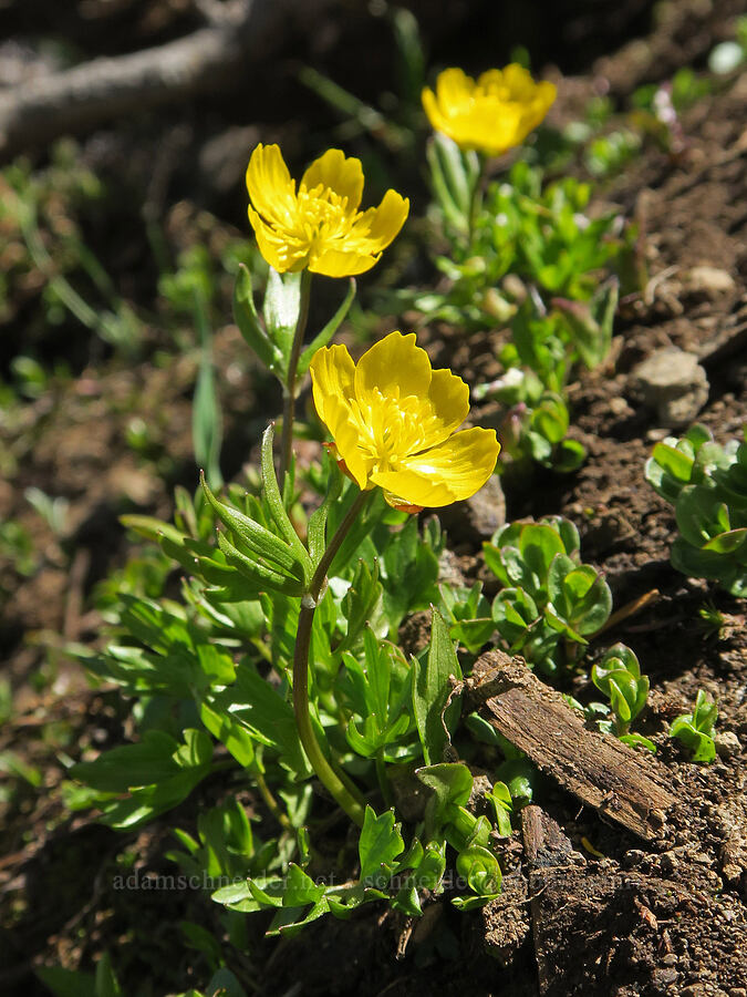 snow buttercups (Ranunculus eschscholtzii) [Mount Townsend, Buckhorn Wilderness, Clallam County, Washington]