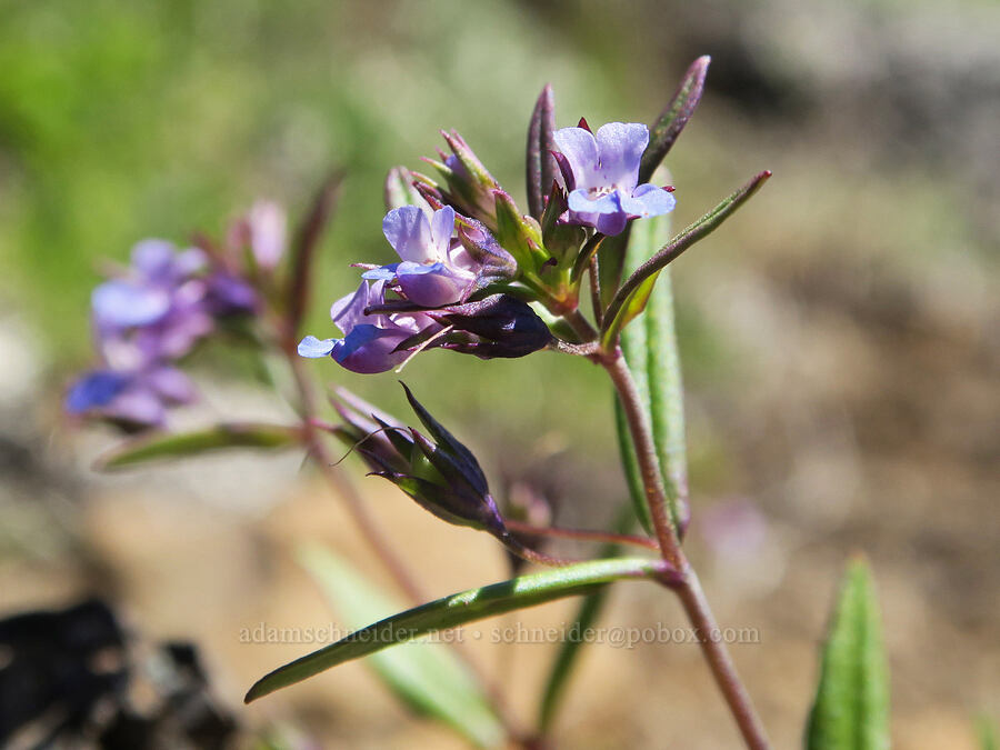 small-flowered blue-eyed-Mary (Collinsia parviflora) [Mount Townsend, Buckhorn Wilderness, Clallam County, Washington]
