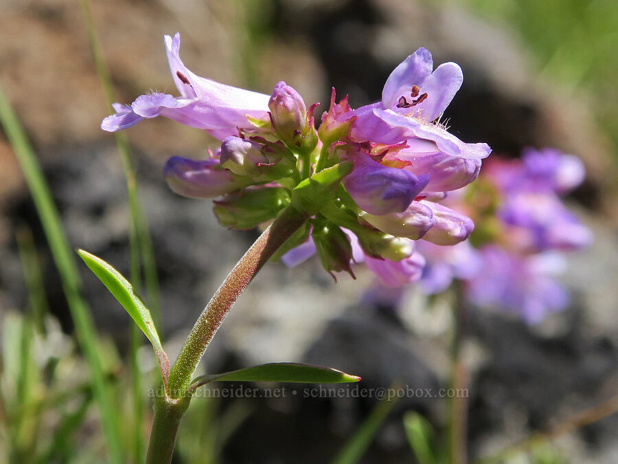 pale small-flowered penstemon (Penstemon procerus) [Mount Townsend, Buckhorn Wilderness, Clallam County, Washington]