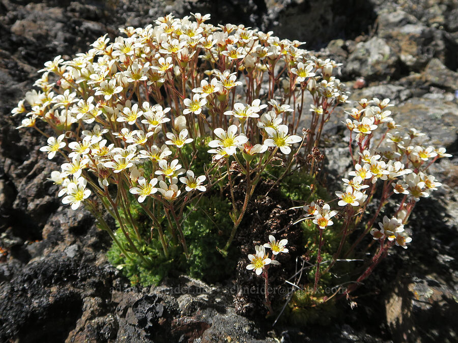 tufted saxifrage (Saxifraga cespitosa (Saxifraga caespitosa)) [Mount Townsend, Buckhorn Wilderness, Clallam County, Washington]