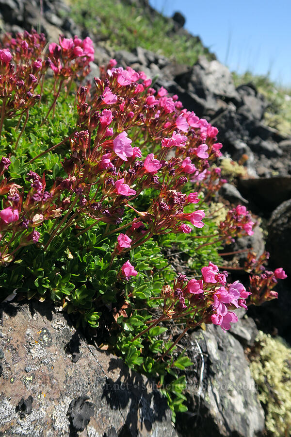 smooth douglasia (Douglasia laevigata (Androsace laevigata)) [Mount Townsend, Buckhorn Wilderness, Clallam County, Washington]