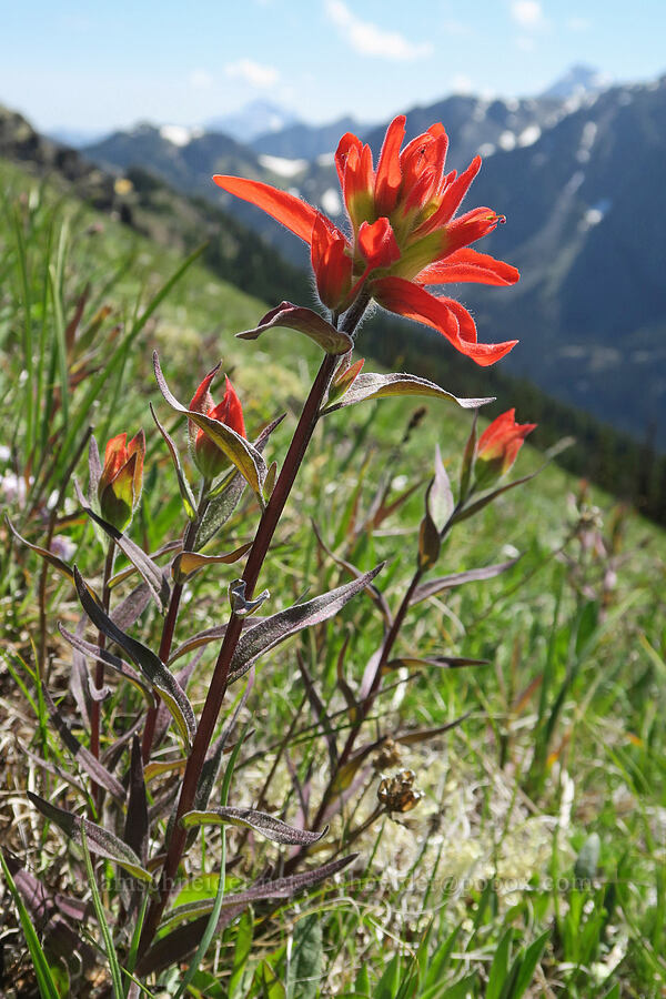 scarlet paintbrush (Castilleja miniata) [Mount Townsend, Buckhorn Wilderness, Clallam County, Washington]