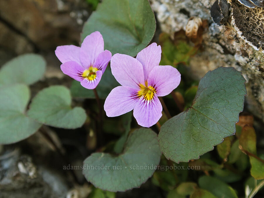 Olympic violets (Viola flettii) [Mount Townsend, Buckhorn Wilderness, Jefferson County, Washington]