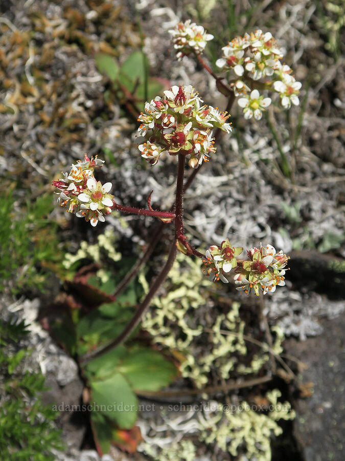rusty-hair saxifrage (Micranthes rufidula (Saxifraga occidentalis ssp. rufidula)) [Mount Townsend, Buckhorn Wilderness, Jefferson County, Washington]