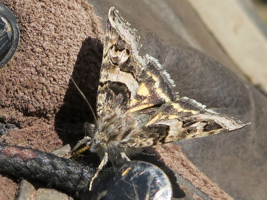 arches moth (Drasteria sp.) [Mount Townsend, Buckhorn Wilderness, Jefferson County, Washington]