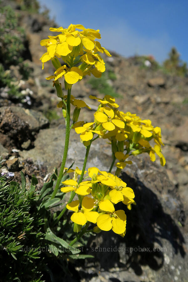 wallflowers (Erysimum capitatum) [Mount Townsend, Buckhorn Wilderness, Jefferson County, Washington]