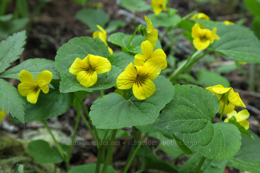 pioneer violets (Viola glabella) [Mount Townsend Trail, Buckhorn Wilderness, Jefferson County, Washington]