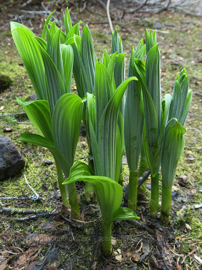 corn lilies (Veratrum viride var. eschscholzianum (Veratrum eschscholtzianum)) [Mount Townsend Trail, Buckhorn Wilderness, Jefferson County, Washington]