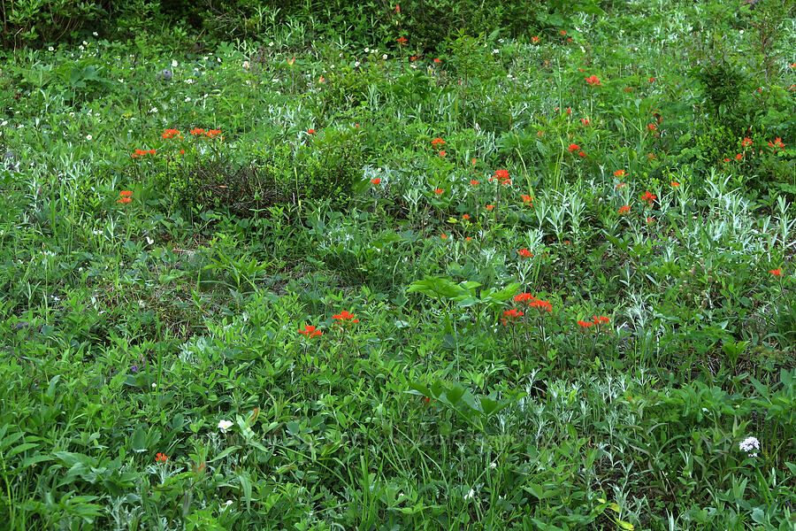 wildflowers [Mount Townsend Trail, Buckhorn Wilderness, Jefferson County, Washington]