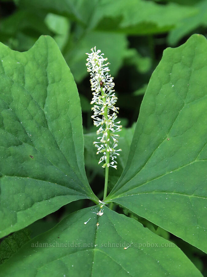 vanilla-leaf (Achlys triphylla) [Mount Townsend Trail, Buckhorn Wilderness, Jefferson County, Washington]