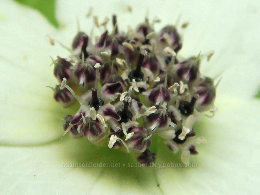 bunchberry flowers (Cornus unalaschkensis (Cornus canadensis)) [Pacific Crest Trail, Gifford Pinchot National Forest, Skamania County, Washington]
