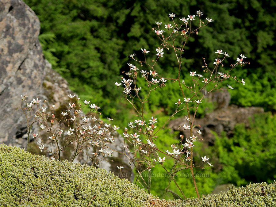 rusty saxifrage (Micranthes ferruginea (Saxifraga ferruginea)) [Pacific Crest Trail, Gifford Pinchot National Forest, Skamania County, Washington]