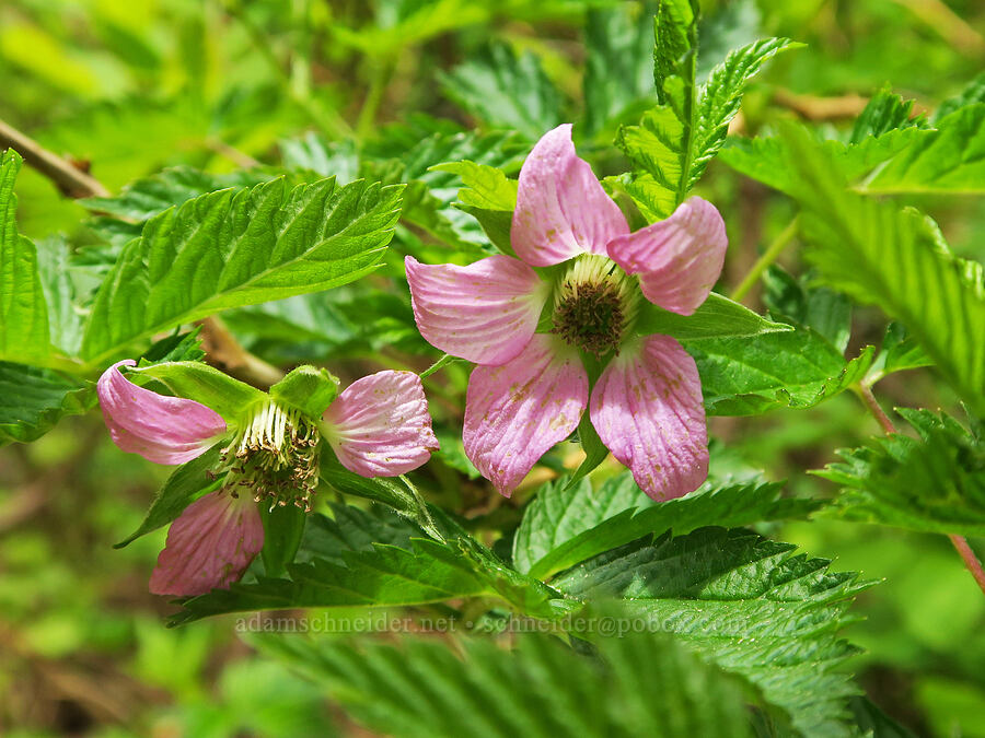 salmonberry flowers (Rubus spectabilis) [Three Corner Rock Trail, Gifford Pinchot National Forest, Skamania County, Washington]