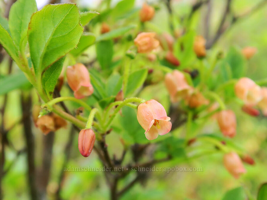 fool's huckleberry (Menziesia ferruginea (Rhododendron menziesii)) [Three Corner Rock Trail, Gifford Pinchot National Forest, Skamania County, Washington]