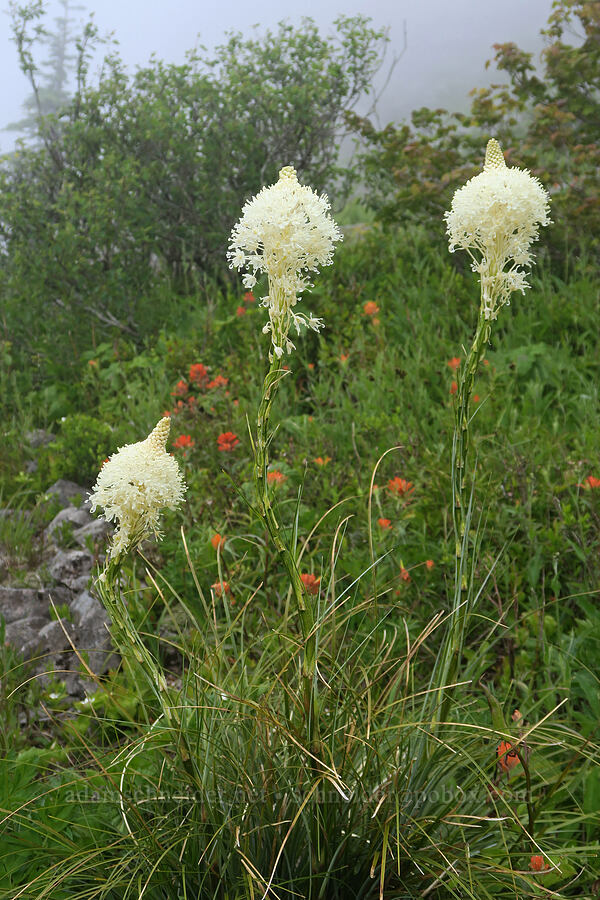 beargrass (Xerophyllum tenax) [Three Corner Rock Trail, Gifford Pinchot National Forest, Skamania County, Washington]