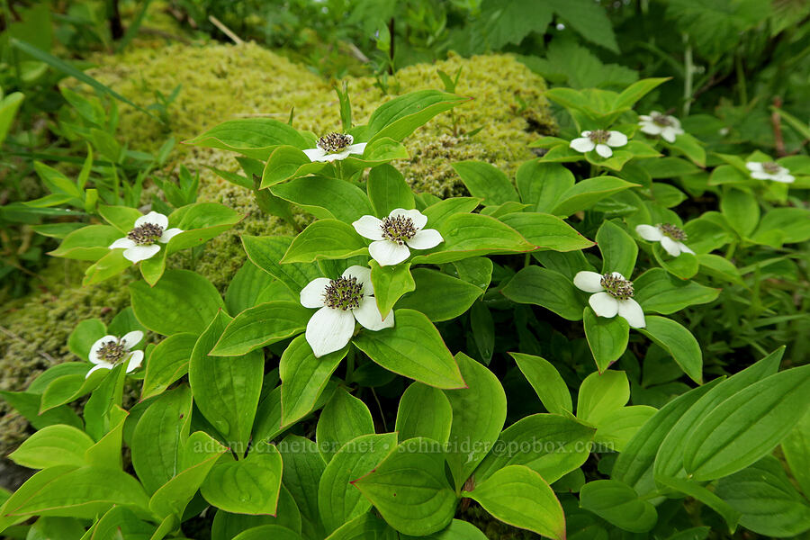 bunchberries (Cornus unalaschkensis (Cornus canadensis)) [Three Corner Rock Trail, Gifford Pinchot National Forest, Skamania County, Washington]