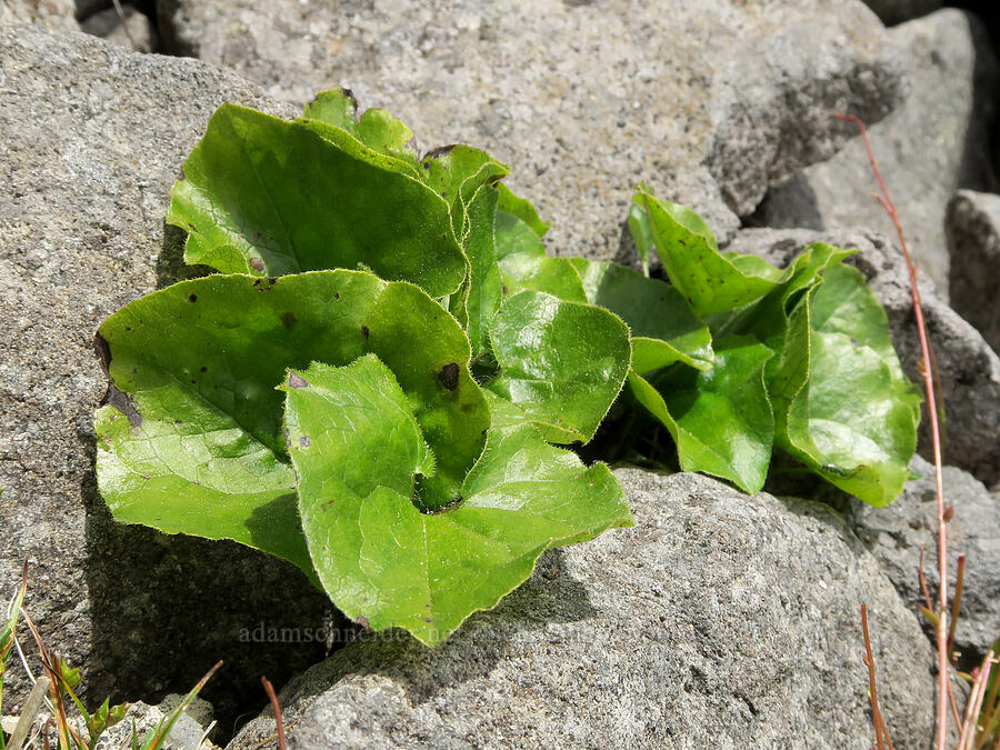 wild ginger leaves (Asarum caudatum) [Three Corner Rock, Gifford Pinchot National Forest, Skamania County, Washington]