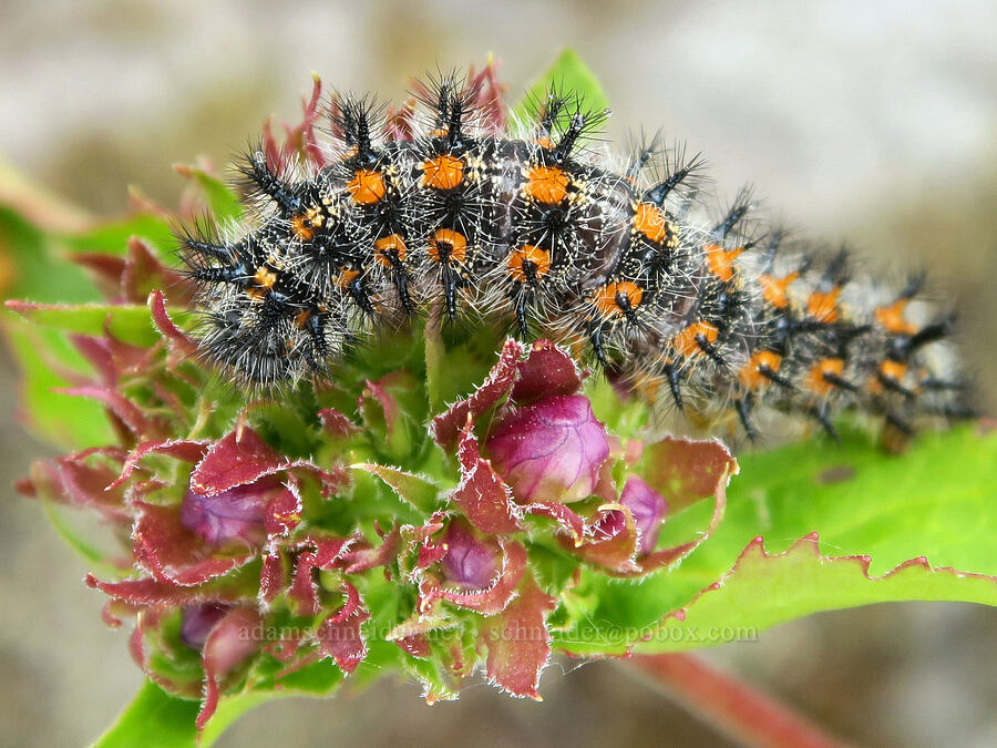 checkerspot butterfly caterpillar (Euphydryas sp.) [Three Corner Rock Trail, Gifford Pinchot National Forest, Skamania County, Washington]