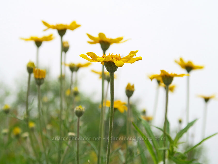 Oregon sunshine (woolly daisy) (Eriophyllum lanatum) [Three Corner Rock Trail, Gifford Pinchot National Forest, Skamania County, Washington]