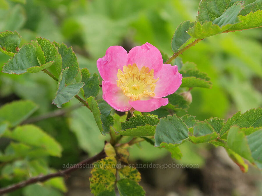 bald-hip rose (Rosa gymnocarpa) [Three Corner Rock Trail, Gifford Pinchot National Forest, Skamania County, Washington]
