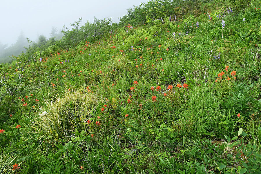 wildflowers [Three Corner Rock Trail, Gifford Pinchot National Forest, Skamania County, Washington]