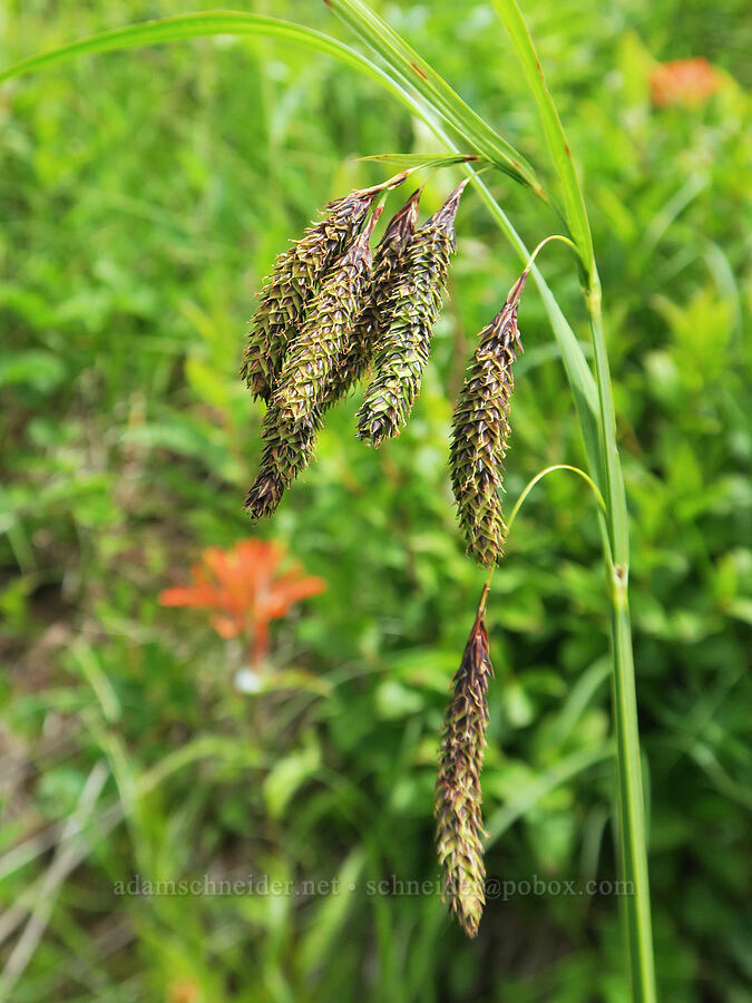 Mertens' sedge (Carex mertensii (Carex columbiana)) [Three Corner Rock Trail, Gifford Pinchot National Forest, Skamania County, Washington]
