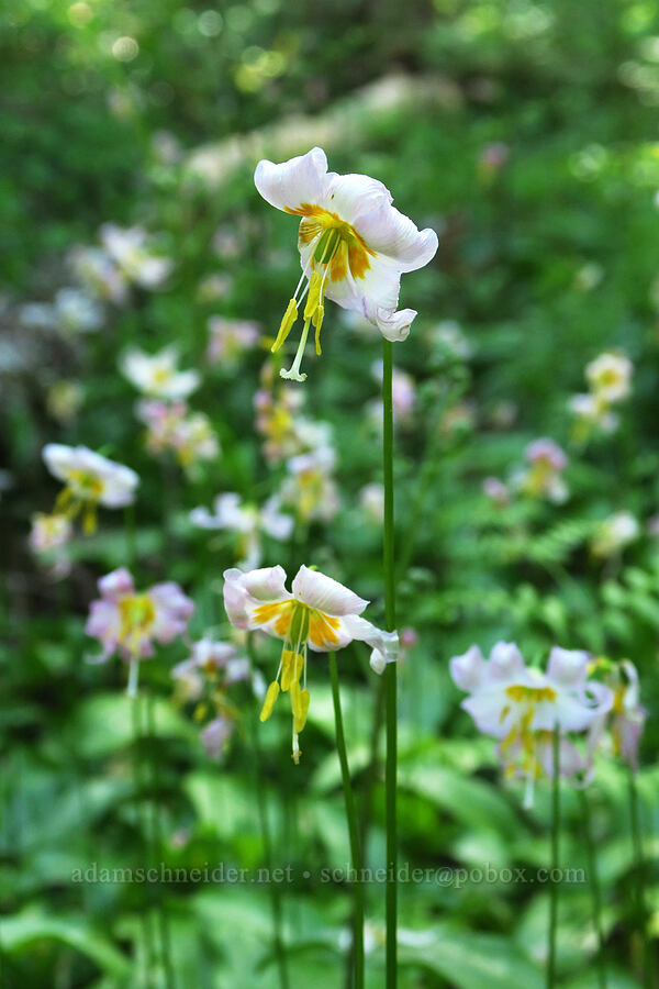 avalanche lilies, fading (Erythronium montanum) [Pacific Crest Trail, Gifford Pinchot National Forest, Skamania County, Washington]