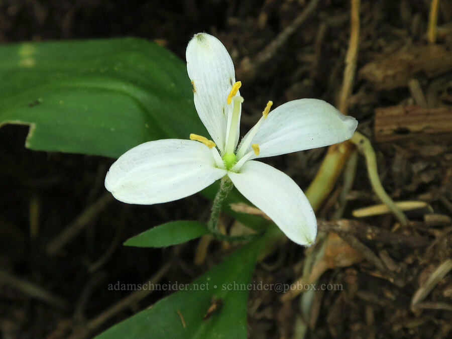 bead lily with 4 petals (Clintonia uniflora) [Pacific Crest Trail, Gifford Pinchot National Forest, Skamania County, Washington]