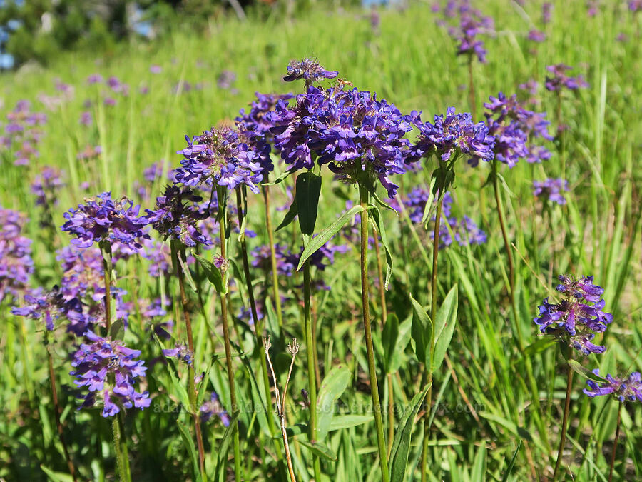 purple Washington penstemon (Penstemon washingtonensis) [Forest Road 39, Okanogan-Wenatchee National Forest, Okanogan County, Washington]