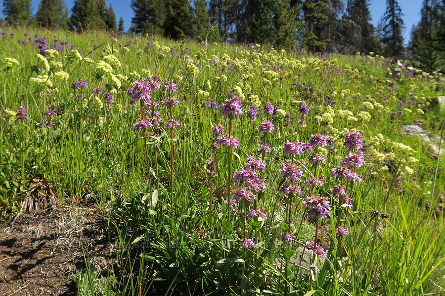 penstemon & buckwheat (Penstemon procerus, Eriogonum umbellatum) [Forest Road 39, Okanogan-Wenatchee National Forest, Okanogan County, Washington]