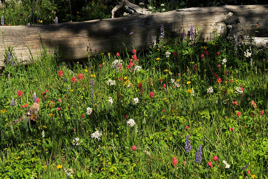 wildflowers (Valeriana sp., Arnica sp., Castilleja miniata, Lupinus sp., Platanthera dilatata (Habenaria dilatata)) [Forest Road 39, Okanogan-Wenatchee National Forest, Okanogan County, Washington]