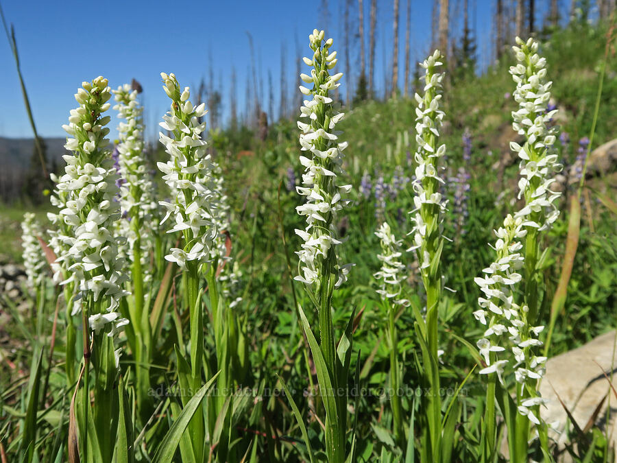 white bog orchid (Platanthera dilatata (Habenaria dilatata)) [Forest Road 39, Okanogan-Wenatchee National Forest, Okanogan County, Washington]