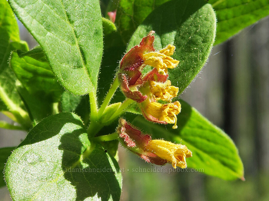 twin-berry flowers (Lonicera involucrata) [Forest Road 39, Okanogan-Wenatchee National Forest, Okanogan County, Washington]