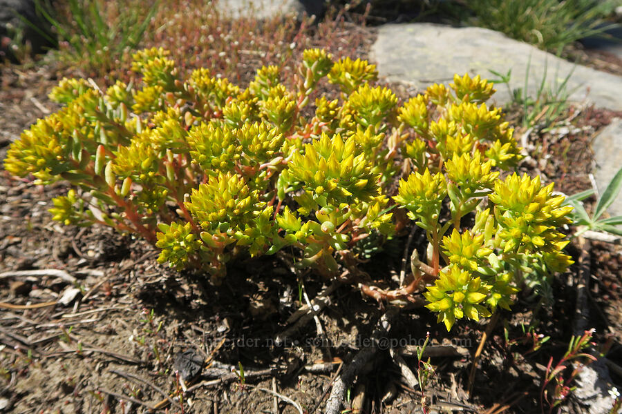lance-leaf stonecrop, budding (Sedum lanceolatum) [Freezeout Ridge Trail, Okanogan-Wenatchee National Forest, Okanogan County, Washington]