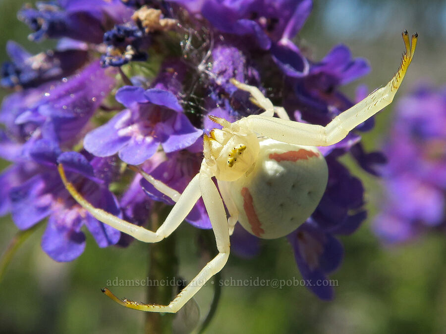 crab spider on penstemon (Misumena vatia, Penstemon washingtonensis) [Freezeout Ridge Trail, Okanogan-Wenatchee National Forest, Okanogan County, Washington]