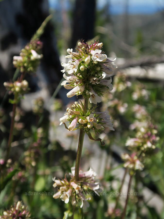 white Washington penstemon (Penstemon washingtonensis) [Freezeout Ridge Trail, Okanogan-Wenatchee National Forest, Okanogan County, Washington]