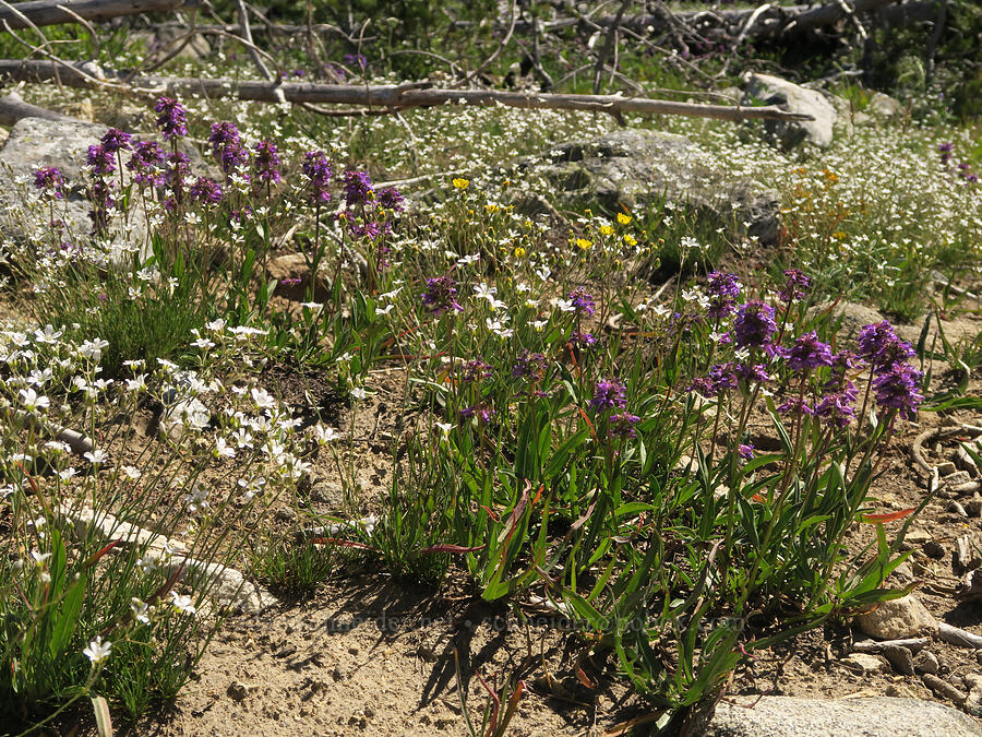 wildflowers (Penstemon washingtonensis, Eremogone capillaris (Arenaria capillaris), Potentilla sp.) [Freezeout Ridge Trail, Okanogan-Wenatchee National Forest, Okanogan County, Washington]