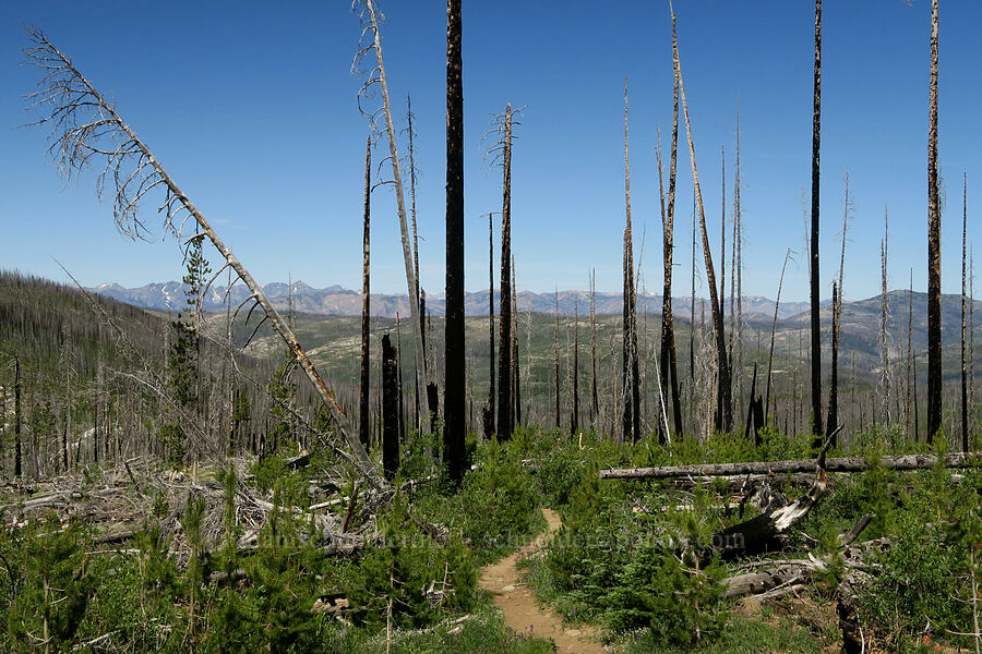 trail through burned forest [Freezeout Ridge Trail, Okanogan-Wenatchee National Forest, Okanogan County, Washington]