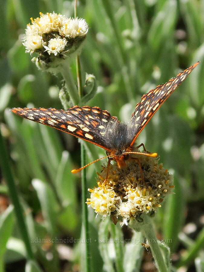 variable checkerspot butterfly on pussy-toes (Euphydryas chalcedona, Antennaria sp.) [Freezeout Ridge Trail, Okanogan-Wenatchee National Forest, Okanogan County, Washington]